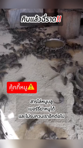 HOUSE KING กลายเป็นปูนและตาย ยาเบื่อหนูแห้ง กำจัดหนูในบ้าน ยาฆ่าหนูแห้ง เหยื่อกำจัดหนู สะตอมยาเบื่อหนู แรงๆ ยากําจัดหนู