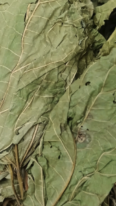 桑叶 100g Mulberry leaf Daun mulberi 齐桑叶