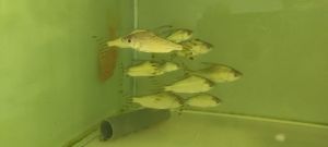 Yellow Feifong Live Fish 2.5-6inci Algea Eater