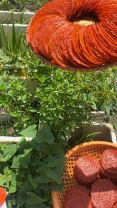 Khô Cá Thu Đỏ Miếng Tròn Độ Dày Vừa Vị lại béo béo ngọt ngọt- VỰA KHÔ  NÀNG TIÊN