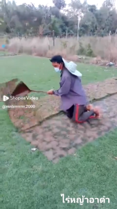 หญ้านวลน้อย 10 แผ่น หญ้านวลน้อยสด (Manila Grass) | 50x100cm. หญ้าจริง ปูสนาม จัดสวน | ทนแดดจัด ทนเหยียบย่ำ ใบอ่อนนุ่ม หญ้าแน่น สดจากไร่ พร้อมปลูกทันที