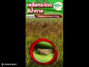 เอราขาบ ขนาด 1 ลิตร (1 ขวด ใช้ได้ 10 ไร่) ฟีโนบูคาร์บ 50% • กำจัดเพลี้ย เพลี้ยกระโดดได้อย่างรวดเร็ว
