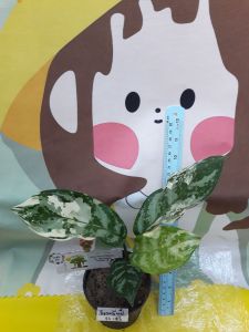 เขียวหมื่นปีด่าง