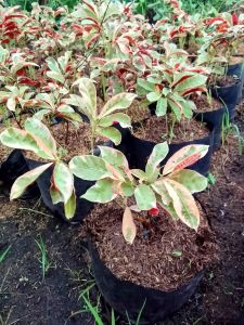 Picarra Plant/Chinese Croton