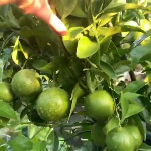 Jeruk Siem Madu (TAMBULAPOT) Bibit Super Genjah Banget Unggulan Terbaik dan Terlaris