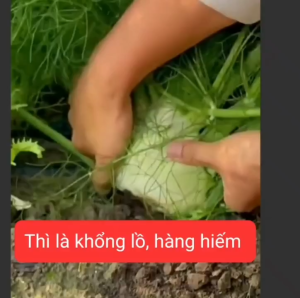 Nguyên gói 200 hạt thì là khổng lồ năng suất cực cao hàng hiếm khó tìm