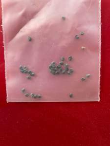 Cây đuôi chồn (hạt giống nguyên bản)