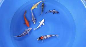 JAPAN KOI 18-22cm 8pcs COMBO from MARUSEI FARM ( MERDEKA OFFER at 2388 + shipping 50 )