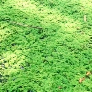 Bibit Azolla Khusus Pakan Ikan dan Unggas 1 Kg