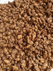 ( 5kg ) KENCUR/CIKUR ASLI CIAMIS ENAK WANGI COCOK UNTUK BUMBU SEMUA MAKANAN TERUTAMA MKANAN SEBLAK