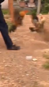 บำรุงกล้ามเนื้อ บำรุงกำลัง ชนะชนชนะ Diehard Tornado บำรุงไก่ชน พร้อมอาหารเสริม บริการเสริมสร้างบำรุงไก่ชน