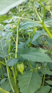 Daun Ciplukan Segar / Daun Cecendet Segar Alami