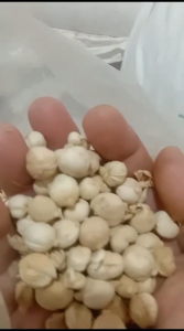 Kapulaga Putih Bulat 25 Gram – Rempah Tradisional dengan Aroma Khas dan Rasa Lembut 100% Biji Utuh