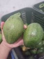 Buah Alpukat - Alpukat Mentega - Alpukat Mentega Jumbo. 