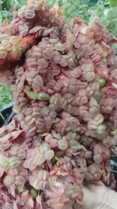 จอกเเดงญี่ปุ่นพืชลอยน้ำบำบัดน้ำเสีย เพิ่มออกซิเจน ตกแต่งอ่างปลาตู้ปลาจัดสวนสวยน้ำใส ไม้น้ำประดับ