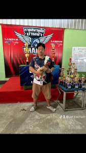 ไข่เชื้อพม่าเปรู เจ้าคมเพชร ชนะ3ไฟว์