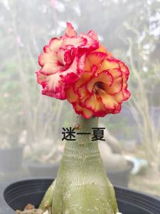 Adenium Kemboja Taiwan Mini ID Mi Yi Xia/台湾迷你ID迷一夏