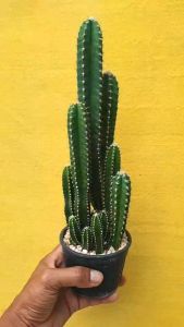 ต้นกระบองเพชร ปราสาทนางฟ้า แคสตัสคอนโดนางฟ้า Cereus peruvianus #cactus #กระบองเพชร