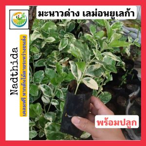 ต้น มะนาวด่าง เลม่อน ยูเลก้า พร้อมปลูก รากเเน่น มะนาวด่าง