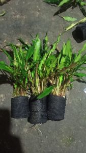 criptocorine winditi full daun air media viva peralon