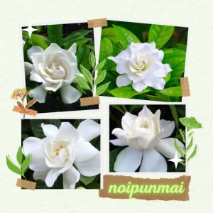 ต้นพูดซ้อน 6 นิ้ว ขั้นต่ำ 2 ต้น กระถาง ส่งพร้อม ปริมาณ 2 ต้น