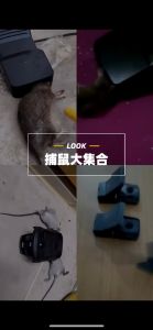 Plastic Mouse Rat Traps -High Sensitive- Perfect Rodent Catching