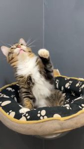 MAGPROFEED - VITAMIN SUPLEMEN KUCING 125GR | PENGGEMBUL ANABUL BULU PANJANG CEGAH KERONTOKAN MENAMBAH NAFSU MAKAN