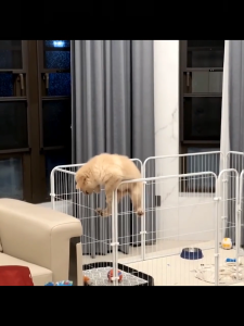 Anti-Escape Pet Playpen with Roof Heavy-Duty Outdoor Indoor Pet Pen Foldable Cage for Dog Cat
