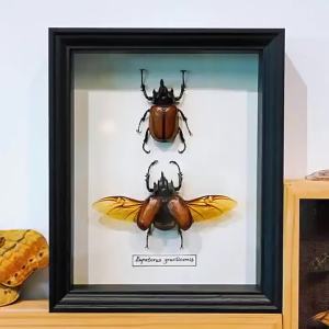 DIHUANTUO | Butterfly Insect Specimen Storage Display Frame