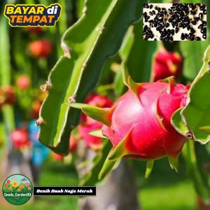 30 BUTIR BIJI/BENIH TANAMAN BUAH NAGA MERAH