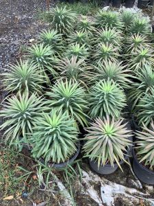 ต้นอะเกฟ อะเกฟ agave ต้นอากาเว่ อากาเว่ ใบฟูสวย ทรงปริมาตร ขนาด 8 นิ้ว