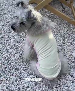 HamshMoc Dog Sun Shirt UV Block Cooling Wear Lightweight Breathable For Summer Outdoor