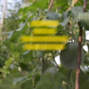 Benih Melon Orange MADESTA F1 Isi 40 Butir Cap Panah Merah