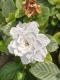 C Garden