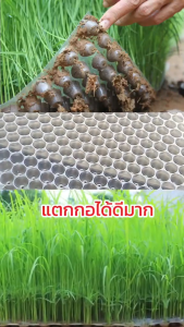 ถาดเพาะกล้านาโยน 434 หลุม มีให้เลือกซื้อ 1-500 ชิ้น ถาดนาโยน ถาดเพาะปลูก ถาดเพาะกล้า ถาดเพาะนาโยน เพาะกล้านาโยน กล้านาโยน【COD+จัดส่งจากกรุงเทพฯ】