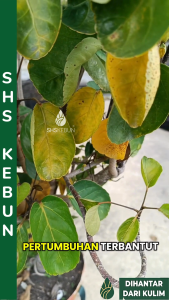 Neem Cake Racun Serangga Tanaman Neem Cake For Plant 苦楝渣 Racun Nematod Racun Ulat Kekek SHS Kebun