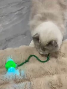 Interactive Cat Toys Ball Auto Electric Rolling Ball Toys for Cats Kitty Pets Smart Automatic Teaser USB Rechargeable