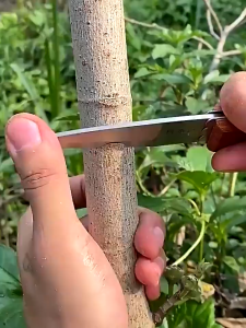 PE Grafting Tape Transparent Horticultural Self-Adhesive Tape Functional Plant Transplantation And Stitching Care Tape Horticultural Care Tape Suitable For Grafting Of Fruit Trees Nurseries Plant Seedlings Vines Flowers Tomatoes