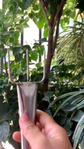 Dĩa Xiên 3 Điếu Ngải Cứu Diện Chẩn