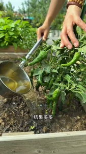 艾尚棵 多肽深海鱼蛋白 Polypeptide Deep-Sea Fish Oil Protein Fertilizer Water Souble Fertilizer Baja Protein Ikan Laut Dalam 膨果着色