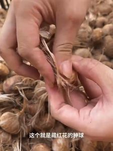 Combo 3 Củ giống hoa nghệ tây hoa màu trắng - kèm 3 viên nén xơ dừa ươm củ VTNT1