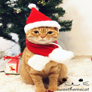 ทันสมัย อังกฤษ Shorthair Cat เสื้อผ้าเครื่องแต่งกายตลกสําหรับลูกแมวยืนขึ้นสุนัข < Ne2> เสื้อผ้าสัตว์เลี้ยงของเล่นเครื่องแต่งกายแมว