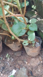 Cây Dổi Ăn Lá Hà Giang Dổi Đất Ăn Lá (BẦU NHIỀU THÂN) .....