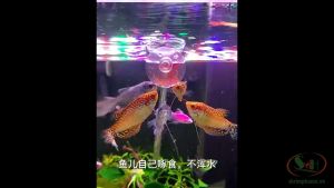 Cốc mica đựng trùng cho cá ăn sâu trùng huyết trùn chỉ trồng cây mini chén ăn bể cá tép