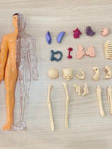 Science Human Body Anatomy human torso model Biological Human Body Structure Organ Anatomy Detachable Assembly 3D Toys