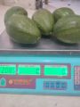 Buah Alpukat - Alpukat Mentega - Alpukat Mentega Jumbo. 