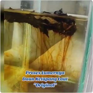 Daun Ketapang Kering Olahan