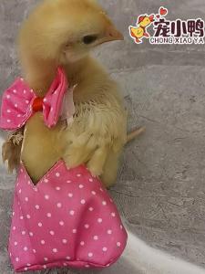 Chicken Duck Baby Diapers Shit Pocket Goose Manure Pocket Pet Duck Diaper Cover Cole Duck Pet Clothes Diaper Diapers