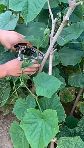 Plant tying machine Garden plant tapener tool Tapes binding machine for vegetable grape and flower