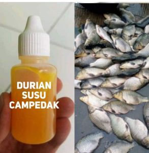 essen siap pakai durian susu campedak 30ml 30ml spesial ikan mas anti bocos total rame kilogebrus target indukan lomba/harian kondisi air rawa/tawar/siang/malam/kemarau/hujan